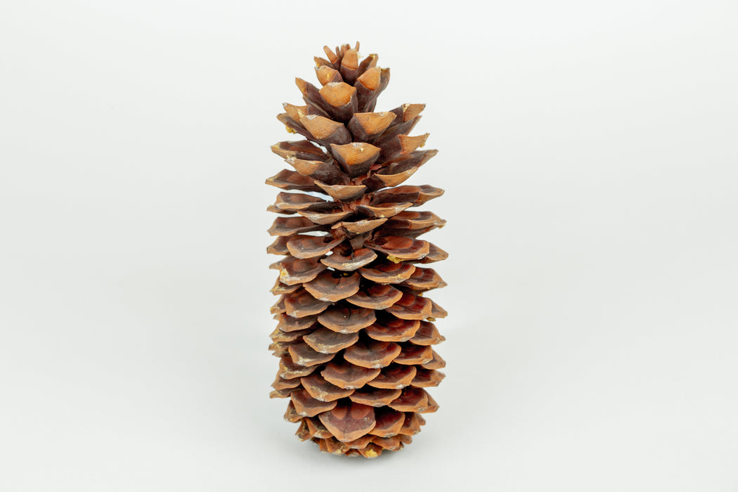 Natural Sugar Pine Cones – Set of 3 Sculptural Winter Accents