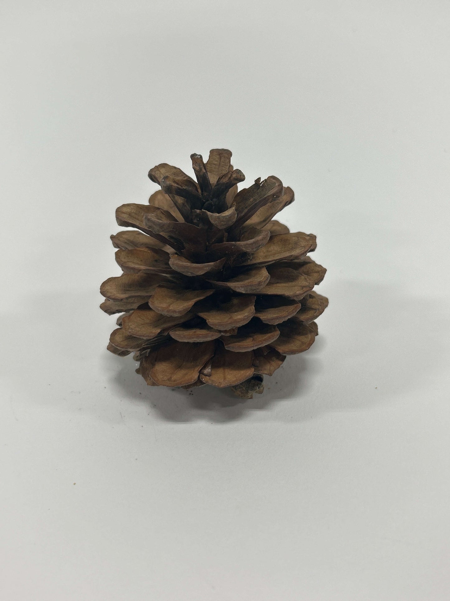 Natural Austriaca Pine Cones – Set of 24 Rustic Accents
