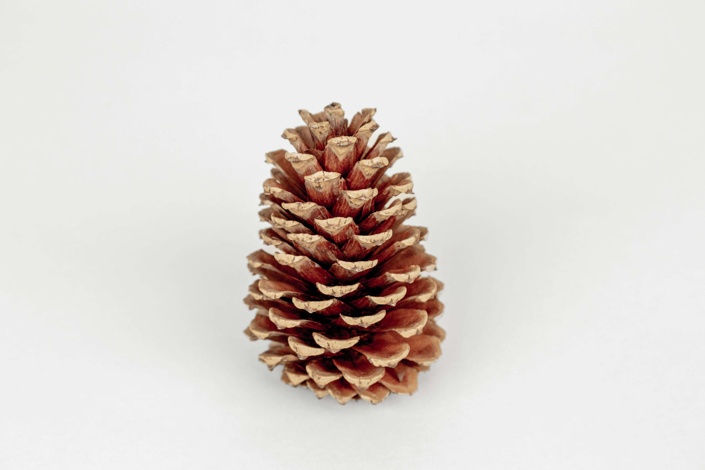 Natural Loblolly Pine Cones – Set of 15 Rustic Craft Accents