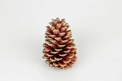 Natural Loblolly Pine Cones – Set of 15 Rustic Craft Accents