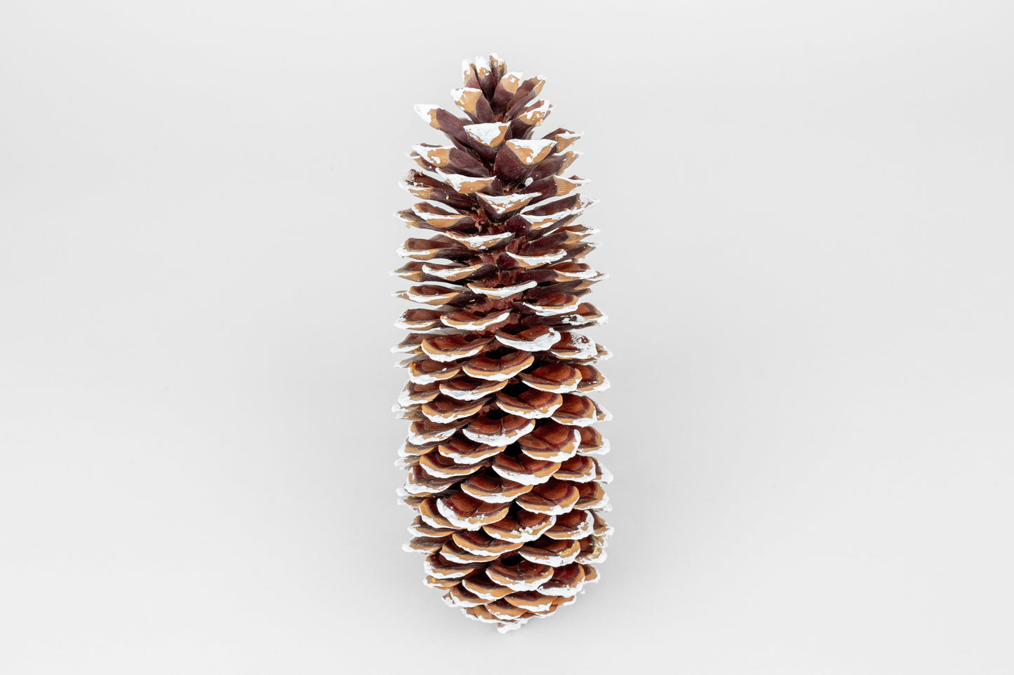 Frosted Sugar Pine Cones – Set of 3 Elegant Seasonal Accents