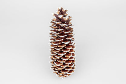 Frosted Sugar Pine Cones – Set of 3 Elegant Seasonal Accents