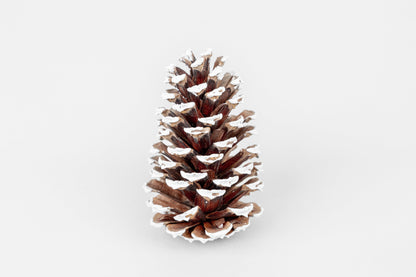 Frosted Loblolly Pine Cones – Set of 15 Natural Winter Accents