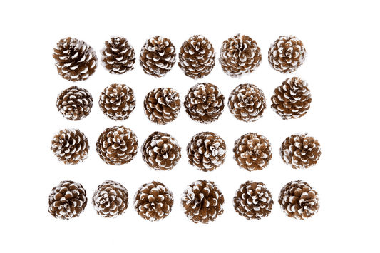 Frosted Austriaca Pine Cones – Set of 24 Winter Craft Accents