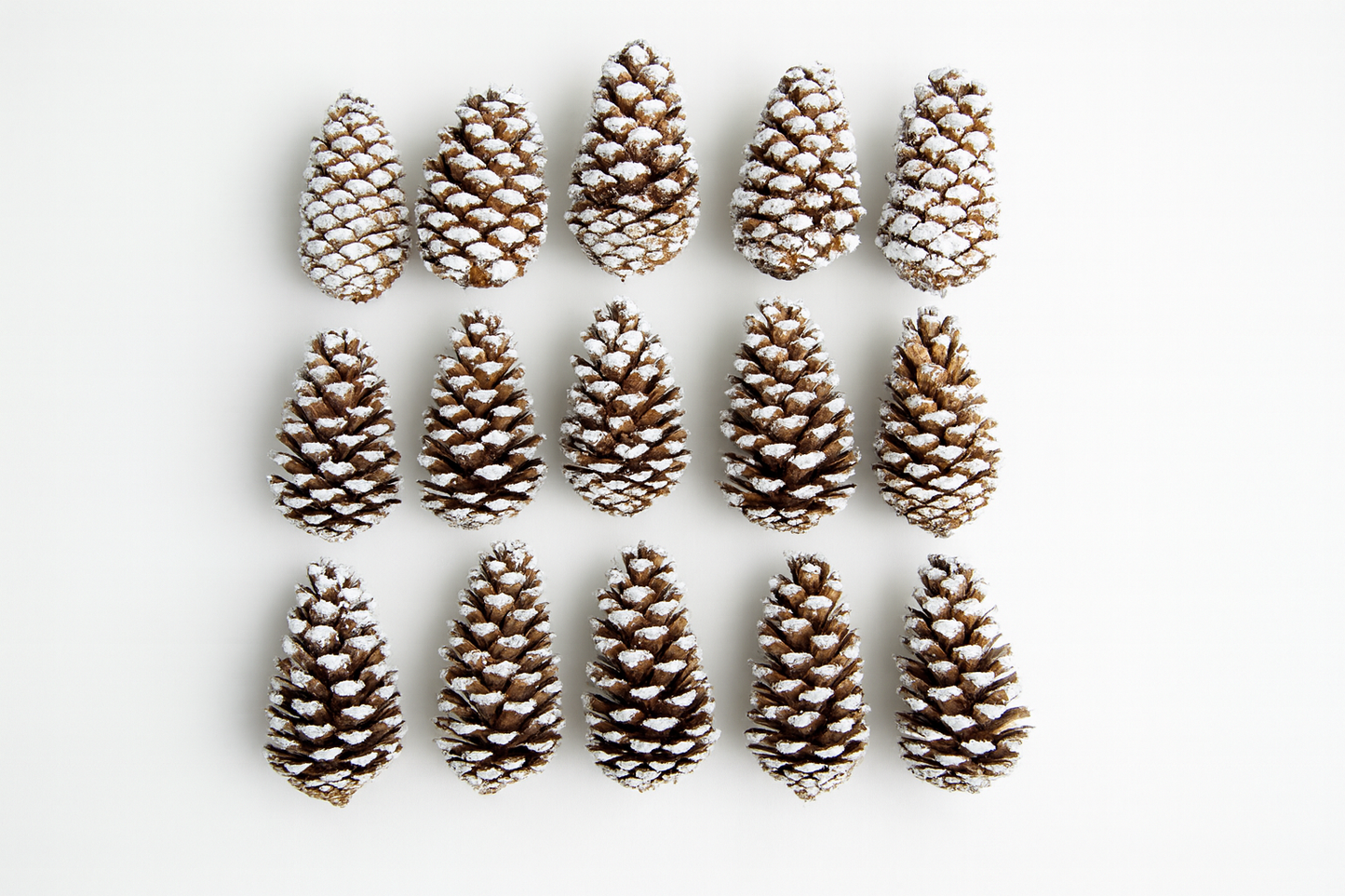 Frosted Loblolly Pine Cones – Set of 15 Natural Winter Accents