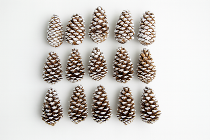Frosted Loblolly Pine Cones – Set of 15 Natural Winter Accents
