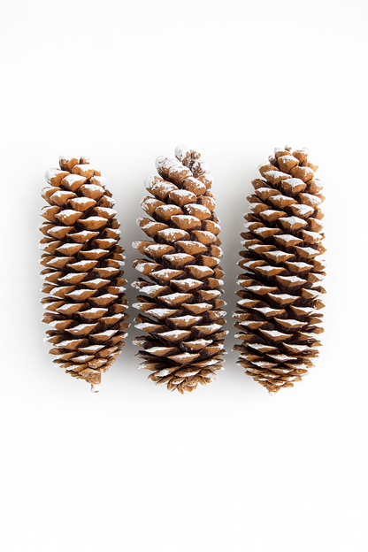 Frosted Sugar Pine Cones – Set of 3 Elegant Seasonal Accents