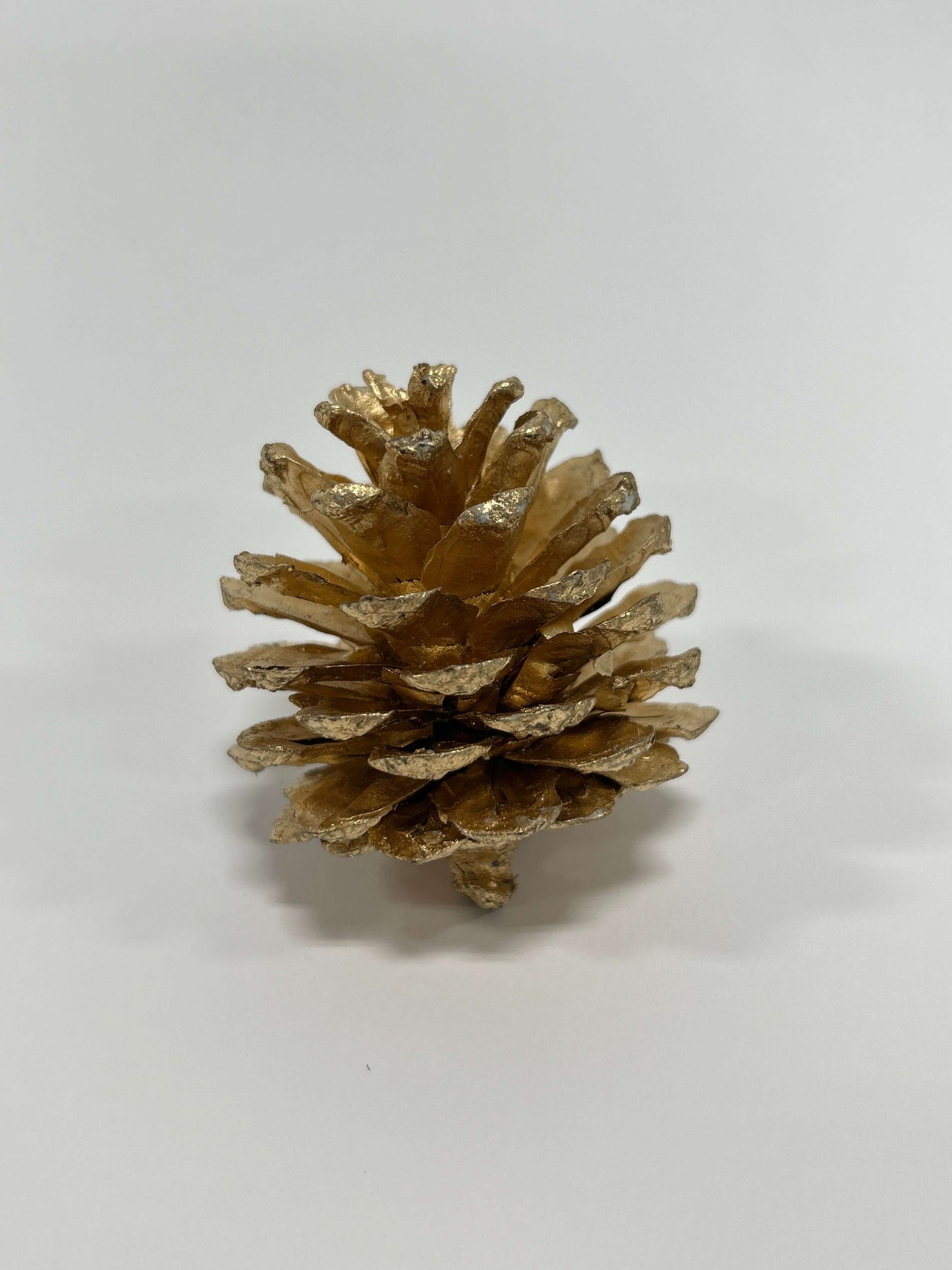 Metallic Gold Austriaca Pine Cones – Set of 24 Gilded Winter Accents