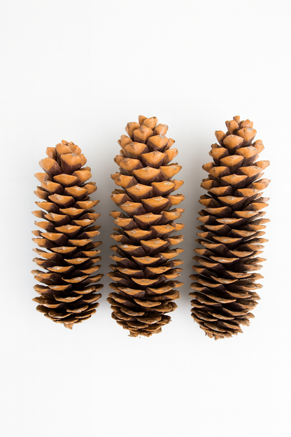 Natural Sugar Pine Cones – Set of 3 Sculptural Winter Accents