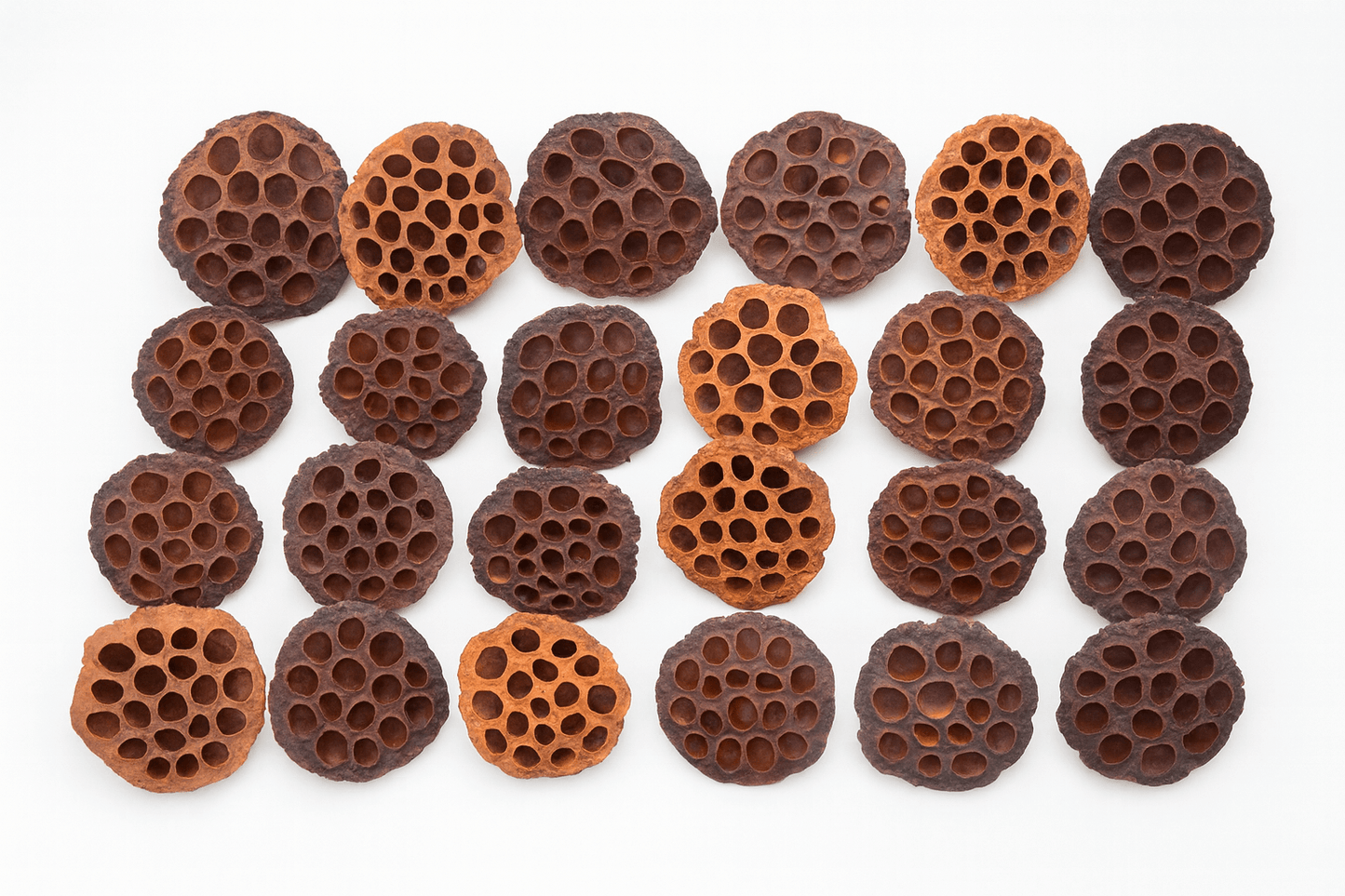 Natural Lotus Pods – 24pc Set of Dried Pod Heads