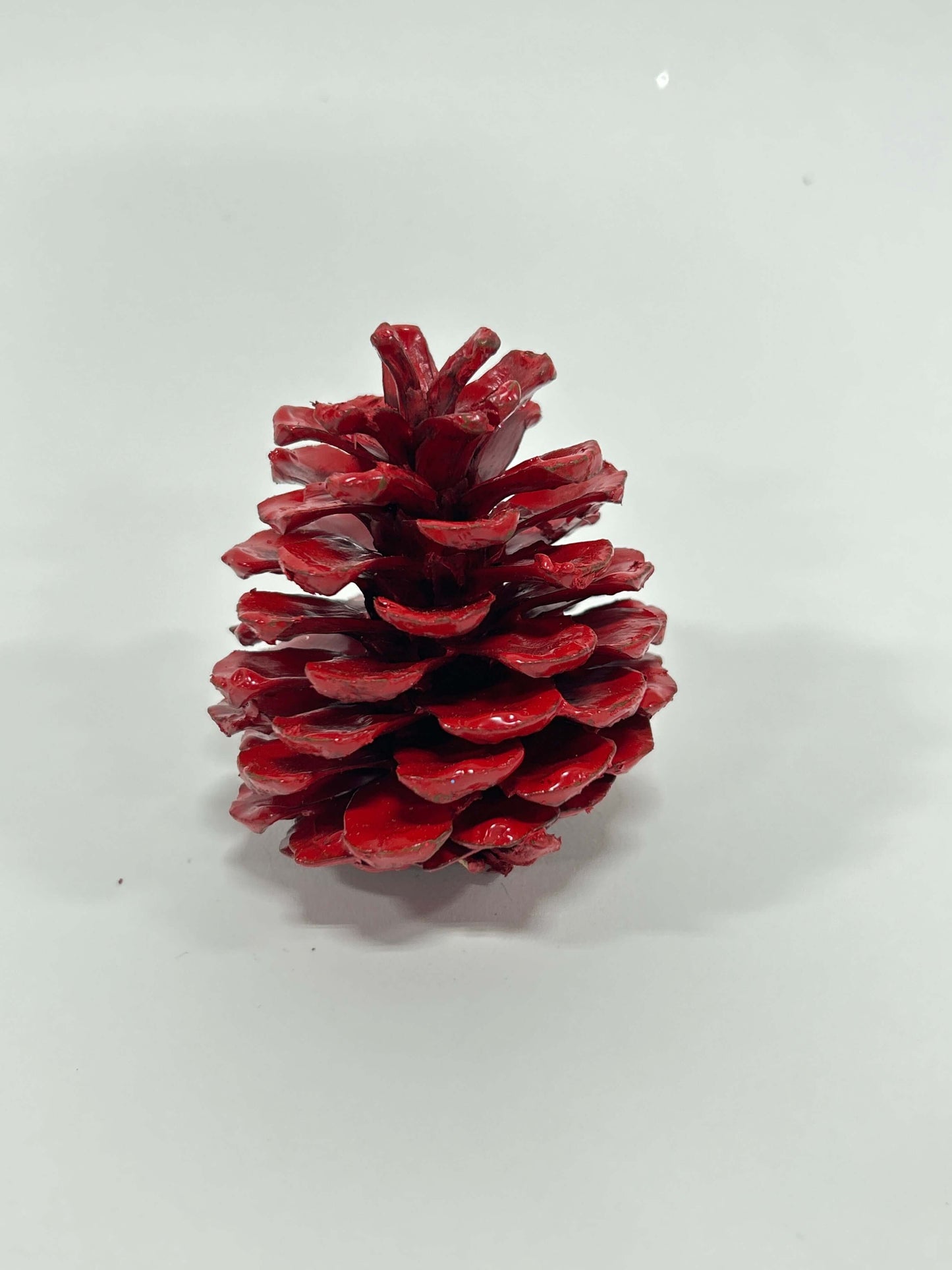 Red-Finished Austriaca Pine Cones – Set of 24 Seasonal Accents